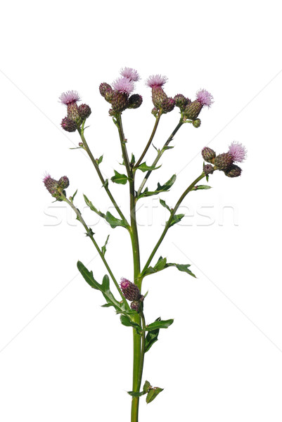 Creeping thistle (Cirsium arvense) Stock photo © rbiedermann