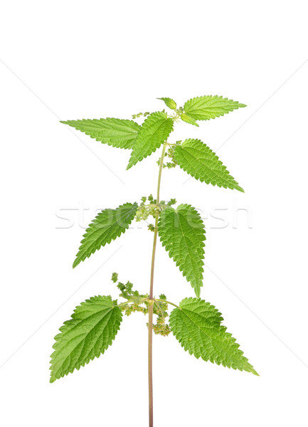 Stinging nettle (Urtica dioica) Stock photo © rbiedermann