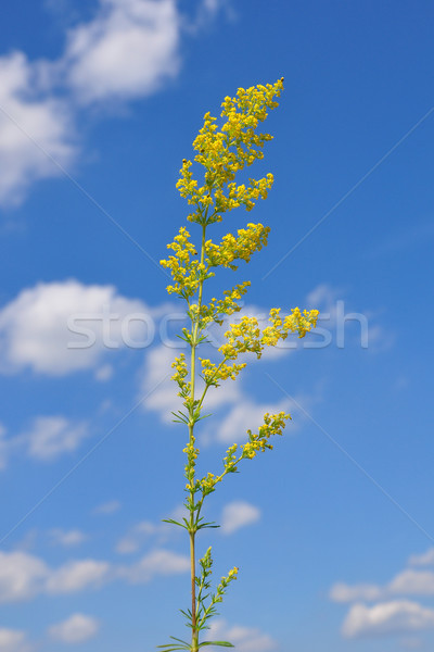 Stock photo: Lady's bedstraw (Galium verum)