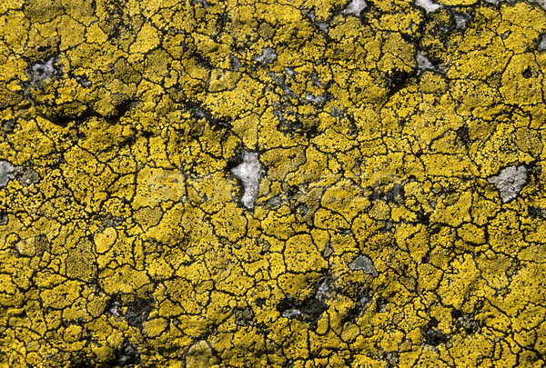 Lichen background Stock photo © rbiedermann