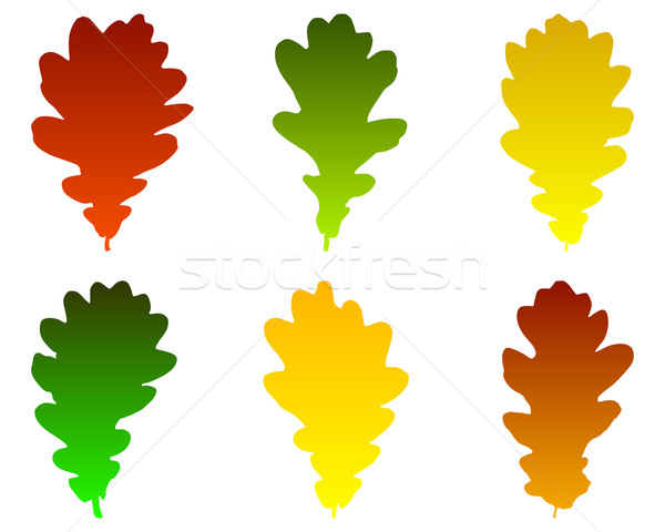 Chêne laisse nature vert silhouette automne [[stock_photo]] © rbiedermann