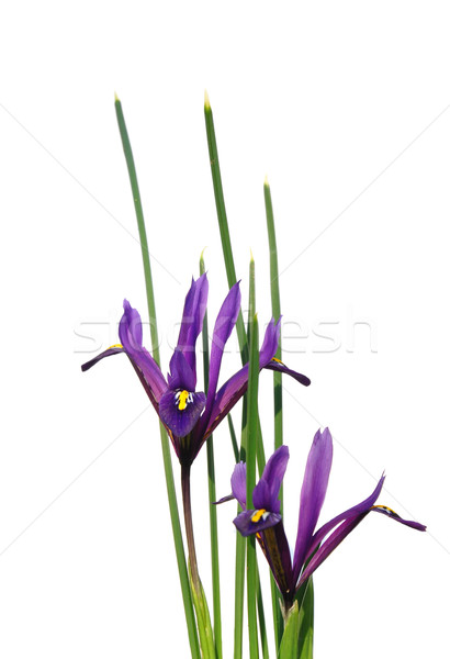 Pitic iris primăvară fundal plantă alb Imagine de stoc © rbiedermann