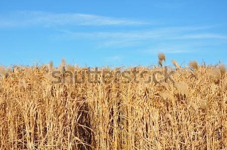 Giant grass (Miscanthus) Stock photo © rbiedermann
