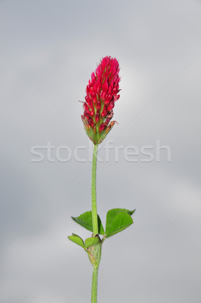 Bíbor lóhere égbolt természet piros növény Stock fotó © rbiedermann