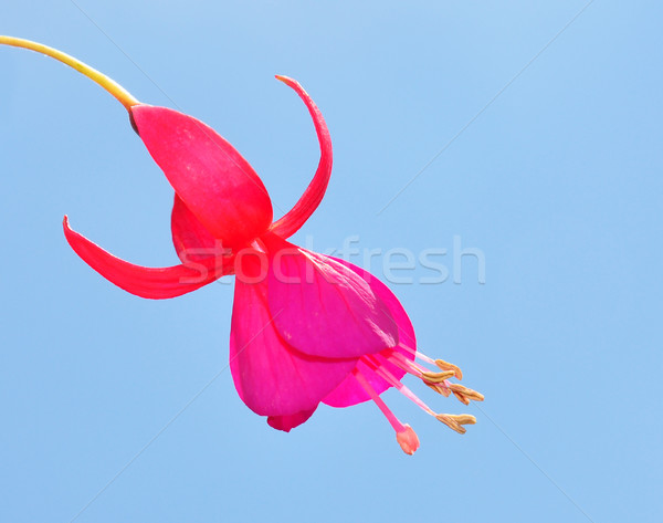 Fuchsia flower Stock photo © rbiedermann