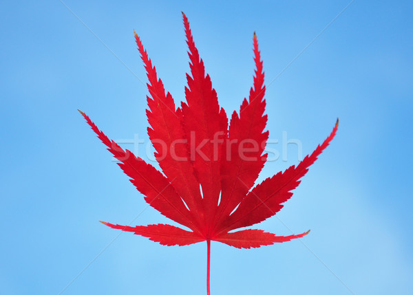Rood esdoornblad Blauw najaar plant vallen Stockfoto © rbiedermann