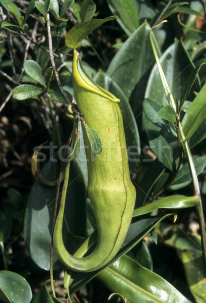 Pitcher plant (Nepenthes) Stock photo © rbiedermann