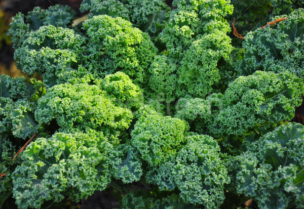Kale plant Stock photo © rbiedermann