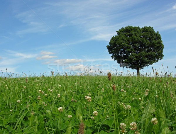 Landscape scenery with solitary tree Stock photo © rbiedermann