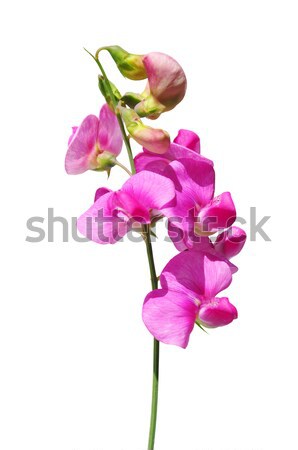 Bylina charakter ogród różowy fioletowy herb Zdjęcia stock © rbiedermann