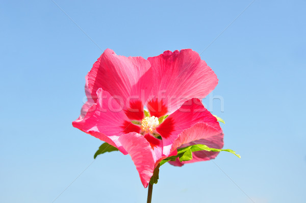 Hibiscus flower Stock photo © rbiedermann