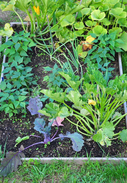 Mixed cultivation Stock photo © rbiedermann