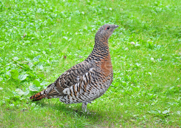 Capercaillie (Tetrao urogallus) Stock photo © rbiedermann