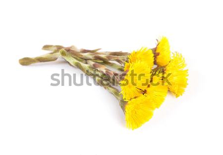Stock photo: Flowers of coltsfoot