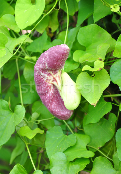 Gigante flor médicos naturaleza púrpura Foto stock © rbiedermann