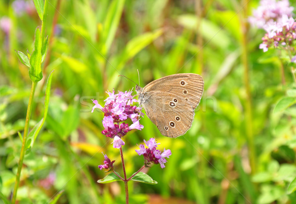 Fleur papillon usine animaux origan [[stock_photo]] © rbiedermann