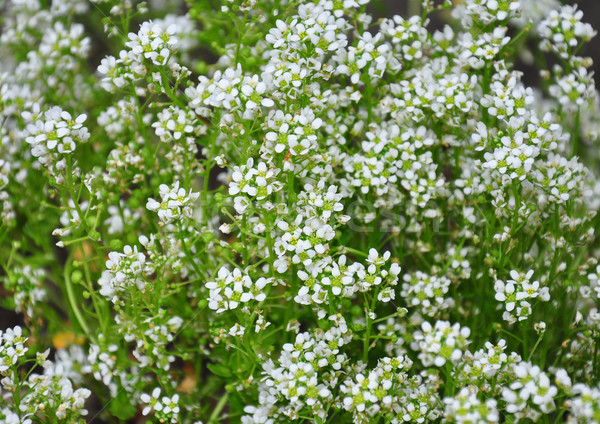 Common scurvygrass (Cochlearia officinalis) Stock photo © rbiedermann