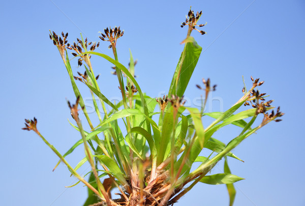 Foto stock: Peludo · hierba · naturaleza · planta · marrón · flora