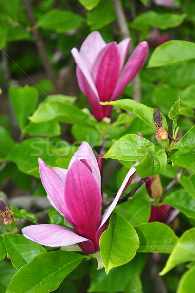 [[stock_photo]]: Pourpre · magnolia · arbre · nature · rouge