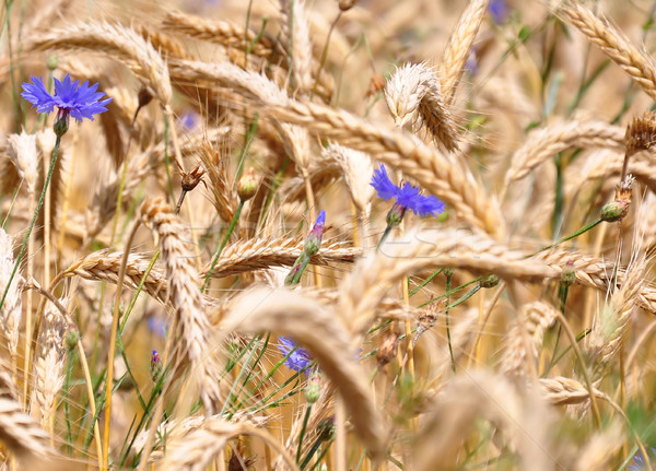 Foto d'archivio: Fiore · natura · campo · mais · impianto · botanica