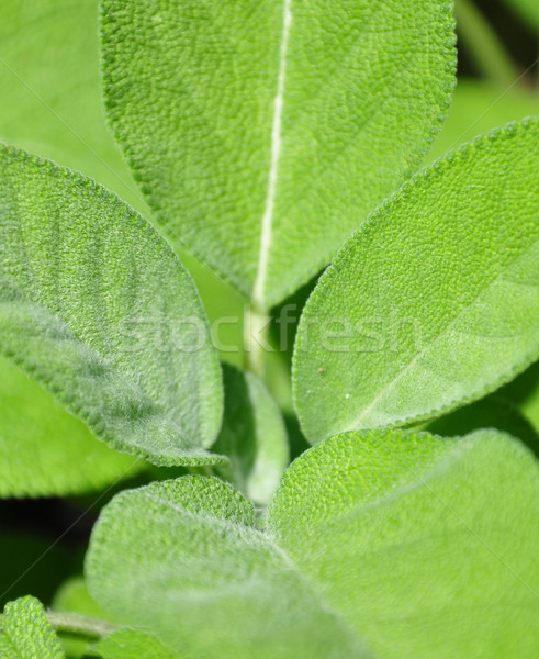 Foto stock: Sálvia · folhas · comida · natureza · jardim · cozinhar