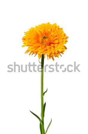Pot marigold (Calendula officinalis) Stock photo © rbiedermann