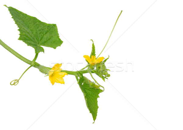 Cucumber flower Stock photo © rbiedermann