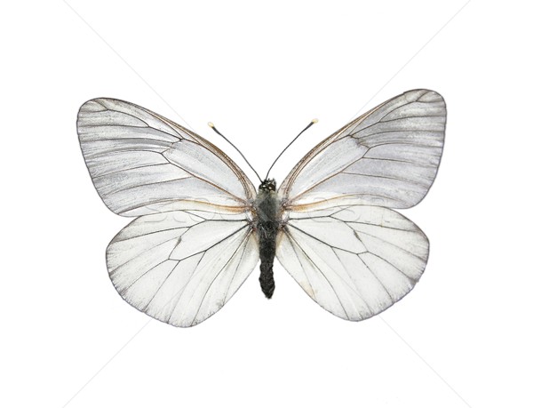 Black-veined White butterfly (Aporia crataegi) Stock photo © rbiedermann