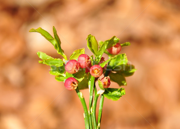 Bilberry in bloom Stock photo © rbiedermann
