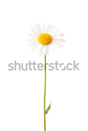 Ox-eye daisy (Leucanthemum vulgare) Stock photo © rbiedermann