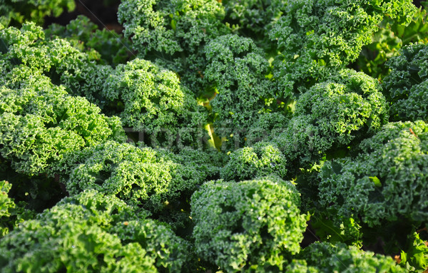 Kale plant Stock photo © rbiedermann