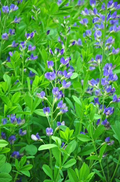 Blue wild indigo (Baptisia australis) Stock photo © rbiedermann