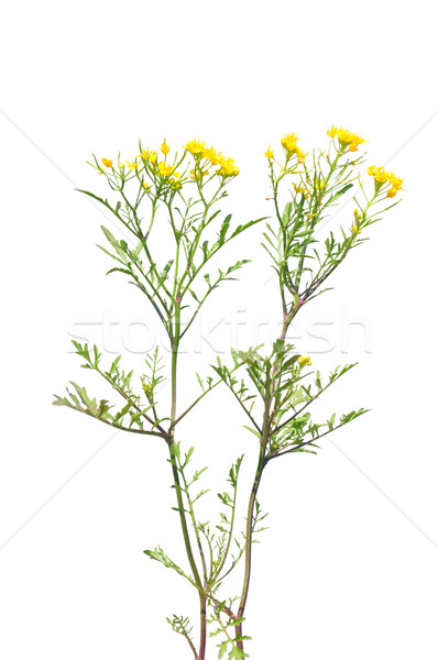 Creeping yellowcress (Rorippa sylvestris) Stock photo © rbiedermann