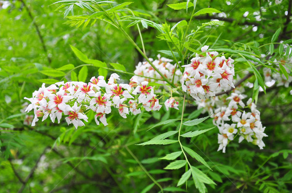 Сток-фото: китайский · цветения · каштан · цветок · дерево · медицинской