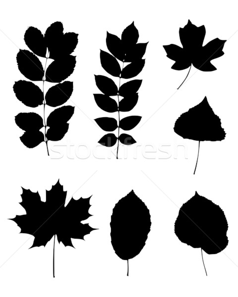 Various leaves Stock photo © rbiedermann