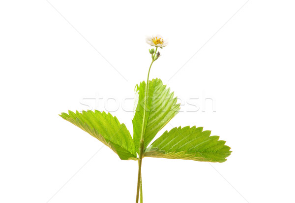 Strawberry flower Stock photo © rbiedermann