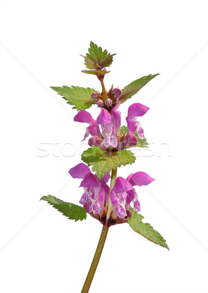 Spotted Deadnettle (Lamium maculatum) Stock photo © rbiedermann