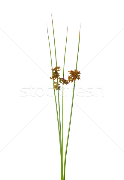 Common rush (Juncus effusus) Stock photo © rbiedermann