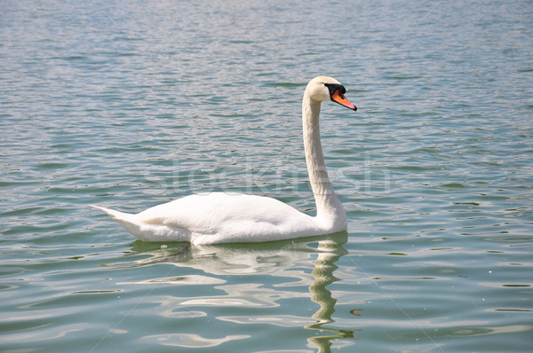 Swan (Cygnus olor) Stock photo © rbiedermann