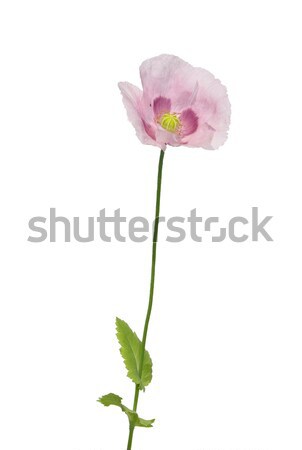 Garden poppy (Papaver) Stock photo © rbiedermann