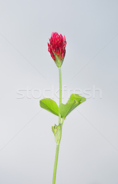 Purpuriu trifoi cer natură roşu plantă Imagine de stoc © rbiedermann