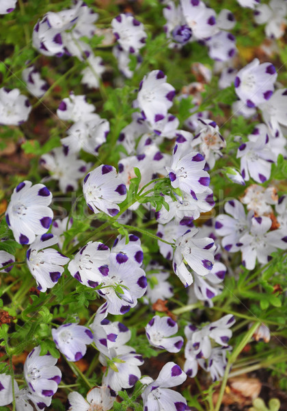 Baby Blue Eyes Nemophila Maculata Stock Photo C Robert Biedermann Rbiedermann Stockfresh