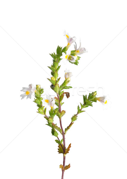 Eyebright (Euphrasia officinalis) Stock photo © rbiedermann