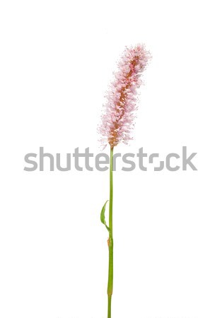 Water knotweed (Persicaria amphibia) Stock photo © rbiedermann