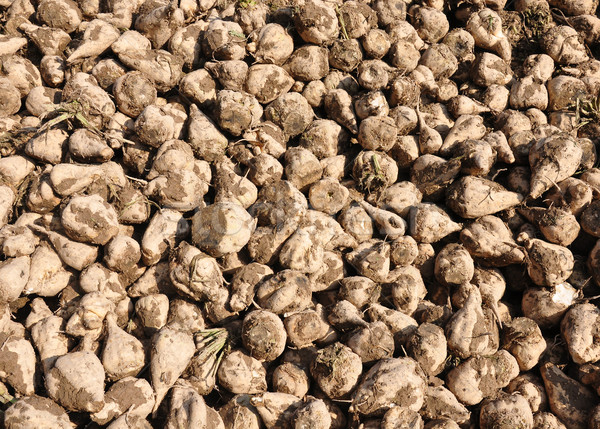 Sugar beets Stock photo © rbiedermann