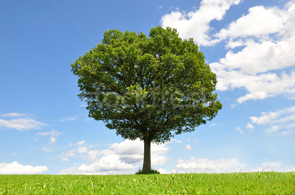 Solitary tree Stock photo © rbiedermann