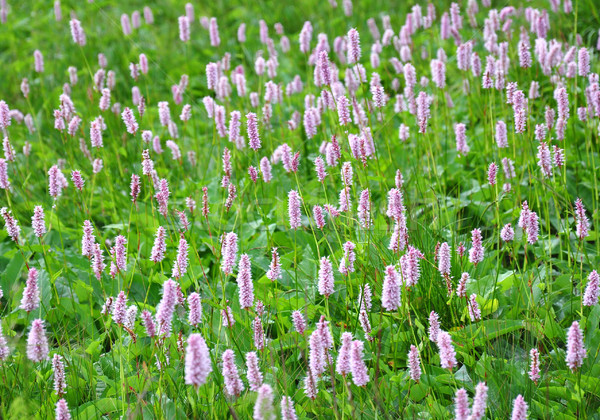 Common Bistort (Bistorta officinalis) Stock photo © rbiedermann