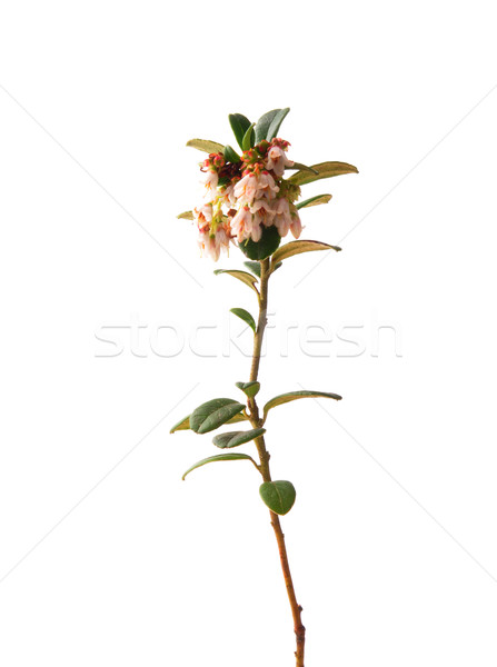 Lingonberry (Vaccinium vitis-idaea) Stock photo © rbiedermann