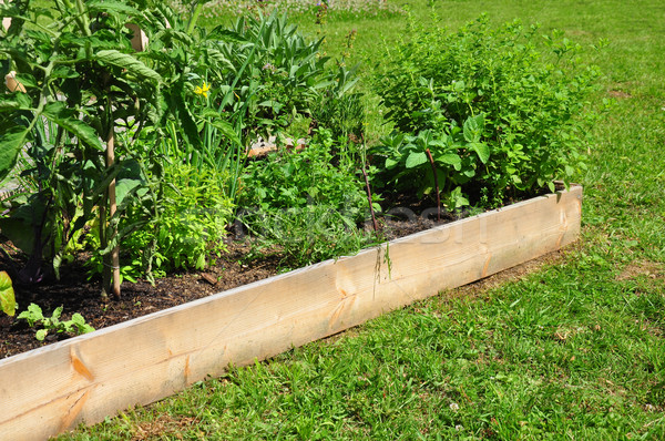 Raised bed with herbs Stock photo © rbiedermann