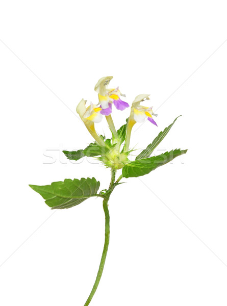 Stock photo: Large-flowered hemp-nettle (Galeopsis speciosa)